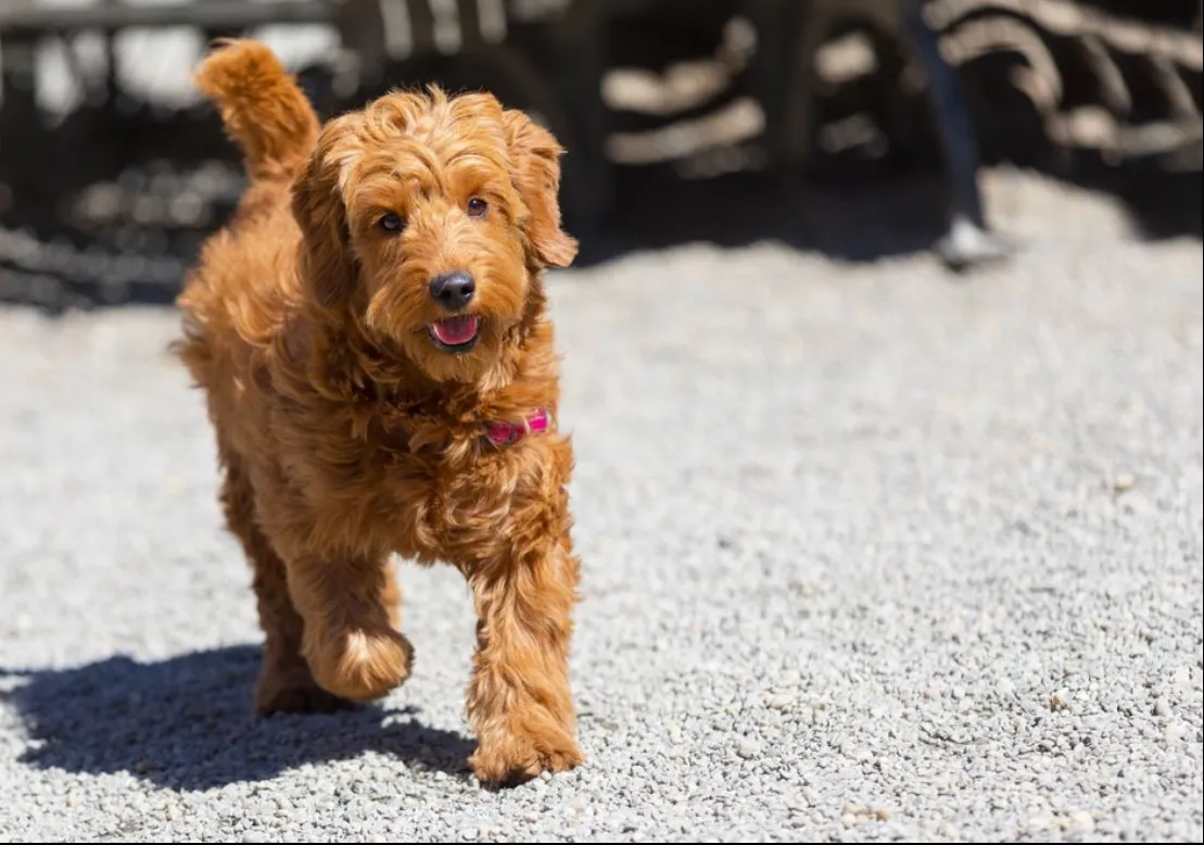 Golden Dox